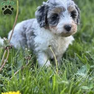 Peach, Mini Bernedoodle Puppy